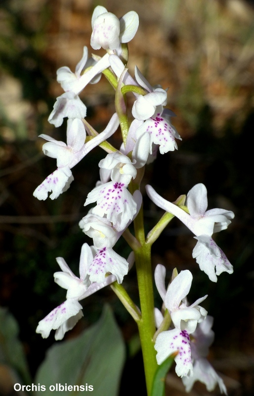 Andalusia: le orchidee e Grandi Pietre  marzo-aprile 2023.